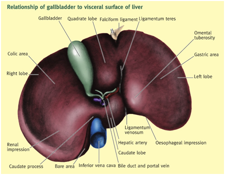 Imaging Anatomy and Pathology Assignment1.png